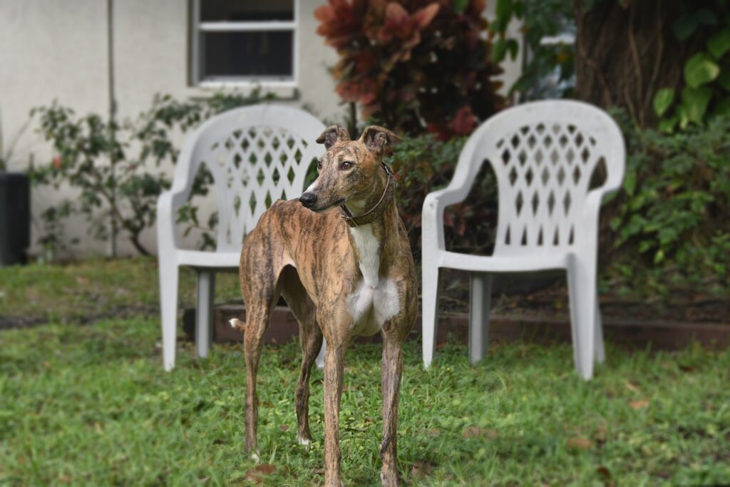 Greyhound - Cachorro alto e magro