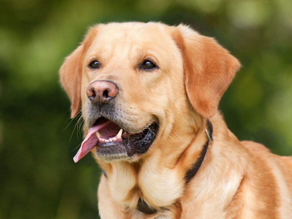 cachorro da raça labrador