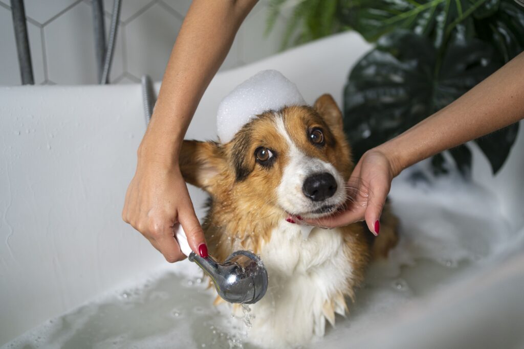 Cachorro tomando banho em casa