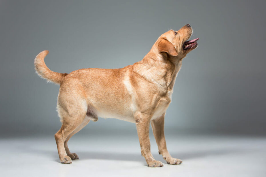 Como escolher um nome para cachorro de grande porte?