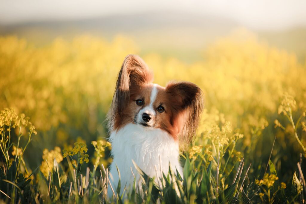 Cachorro da raça Papillon