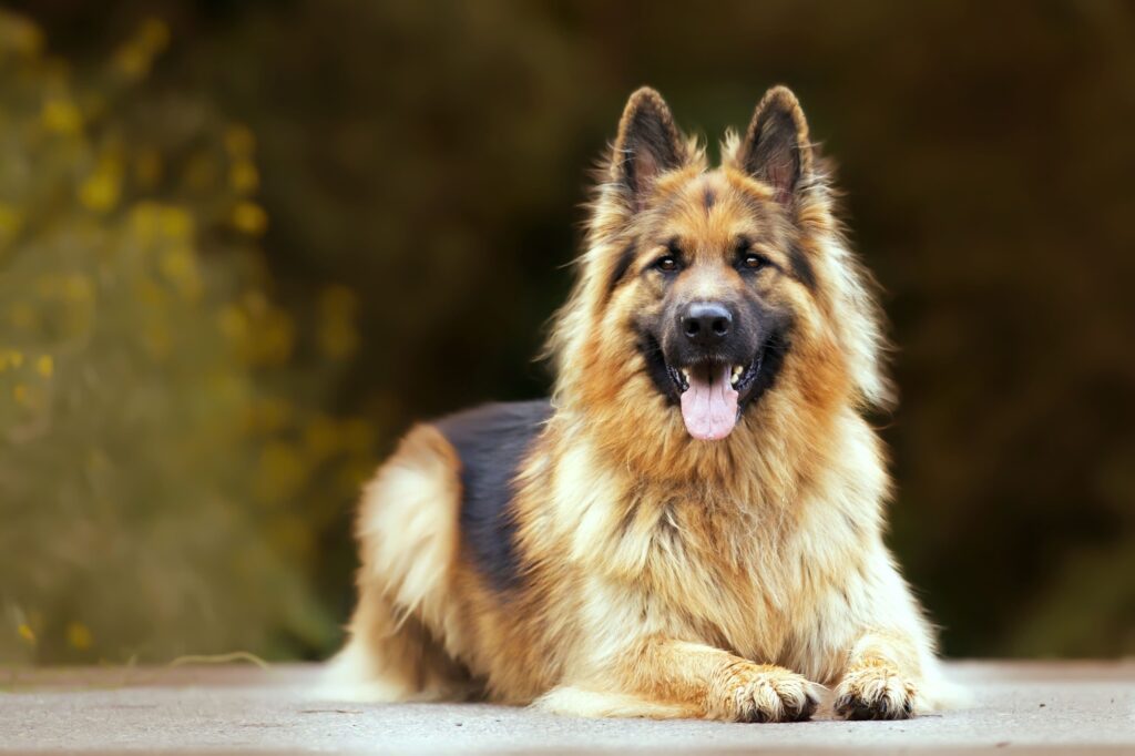 Cachorro da raça Pastor Alemão