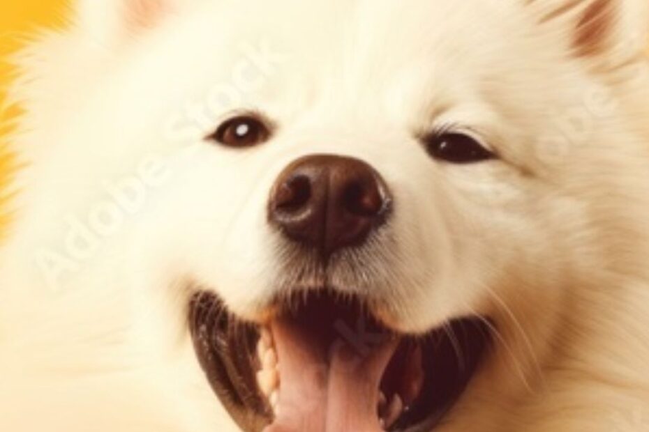 Descubra as 6 raças de cachorro peludo mais adoráveis
