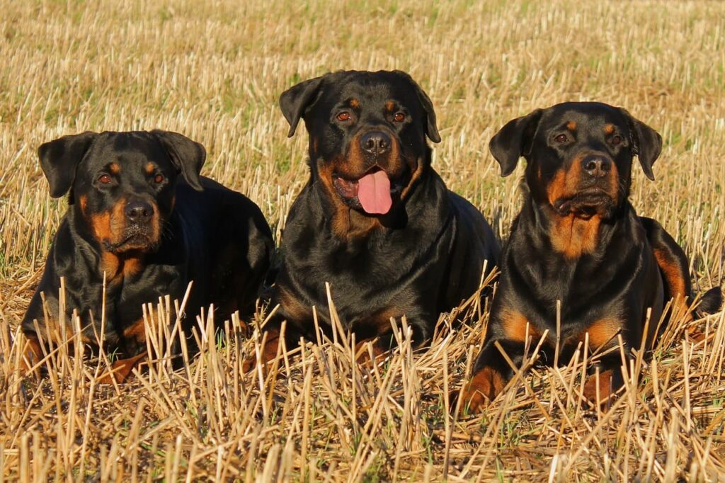 cachorro grande da raça rottweiler